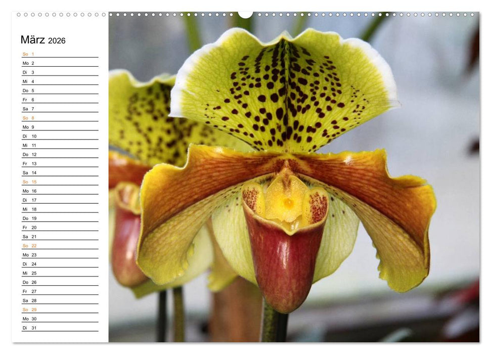 Prachtvolle Orchideen (CALVENDO Wandkalender 2026)
