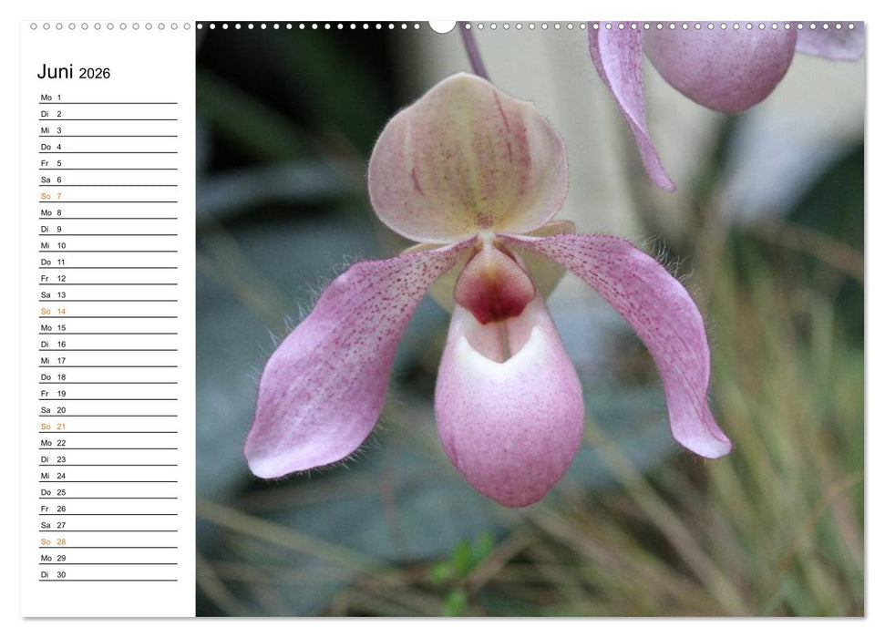 Prachtvolle Orchideen (CALVENDO Wandkalender 2026)