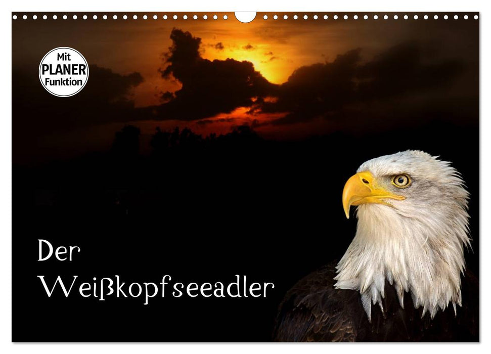 Der Weißkopfseeadler (CALVENDO Wandkalender 2026)