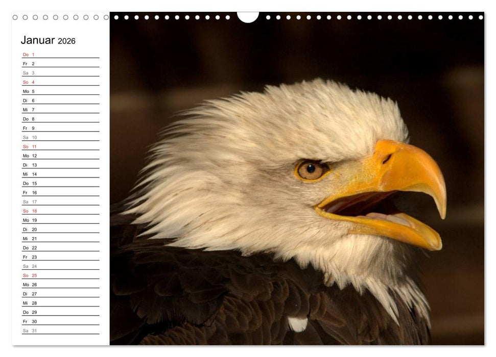 Der Weißkopfseeadler (CALVENDO Wandkalender 2026)