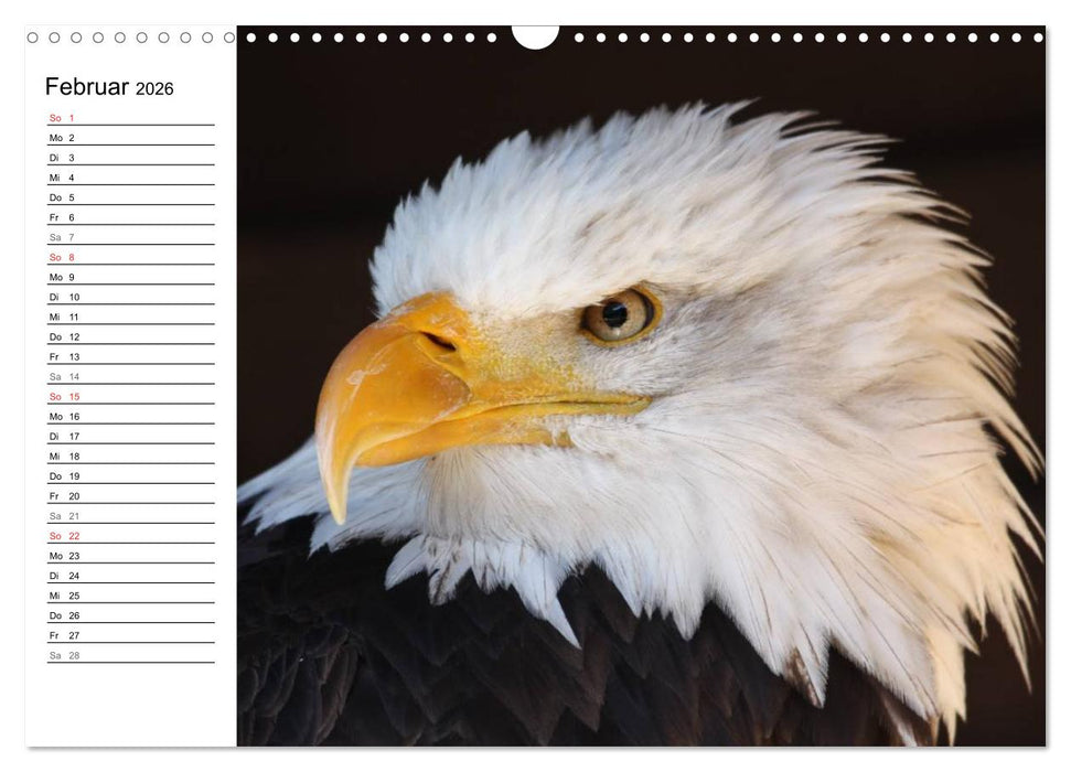 Der Weißkopfseeadler (CALVENDO Wandkalender 2026)