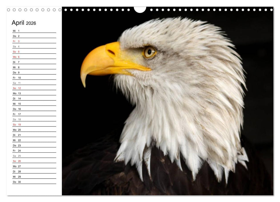 Der Weißkopfseeadler (CALVENDO Wandkalender 2026)