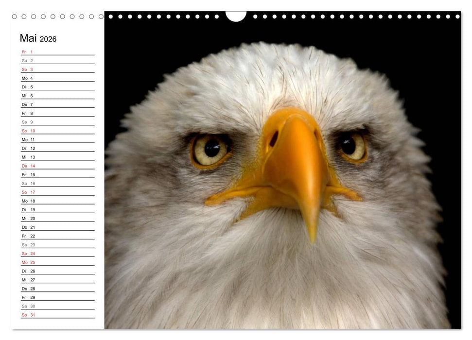 Der Weißkopfseeadler (CALVENDO Wandkalender 2026)