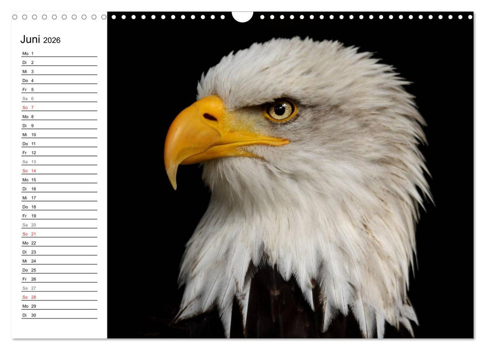 Der Weißkopfseeadler (CALVENDO Wandkalender 2026)