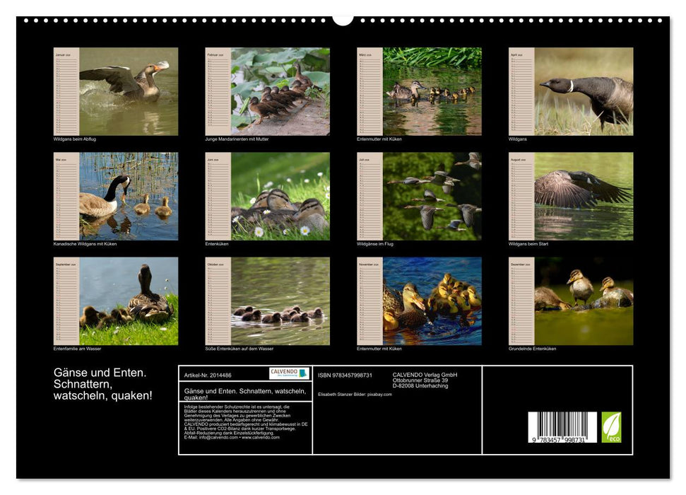 Gänse und Enten. Schnattern, watscheln, quaken! (CALVENDO Premium Wandkalender 2026)