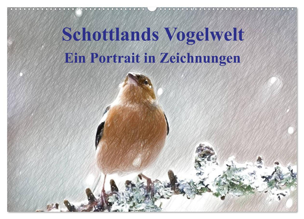 Schottlands Vogelwelt - Ein Porträt in Zeichnungen (CALVENDO Wandkalender 2026)