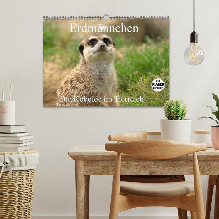 Erdmännchen - Die Kobolde im Tierreich (CALVENDO Wandkalender 2026)