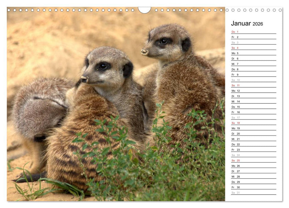 Erdmännchen - Die Kobolde im Tierreich (CALVENDO Wandkalender 2026)