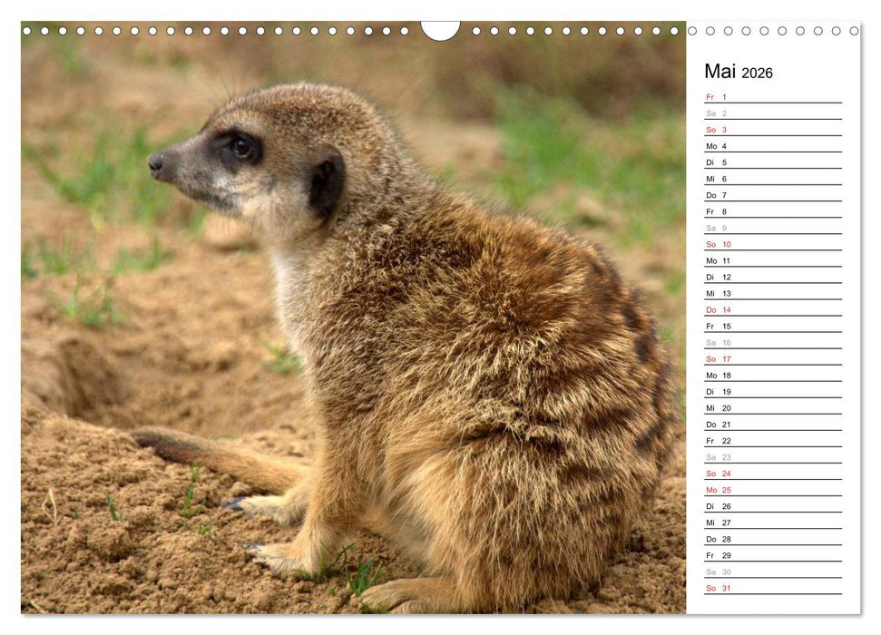 Erdmännchen - Die Kobolde im Tierreich (CALVENDO Wandkalender 2026)