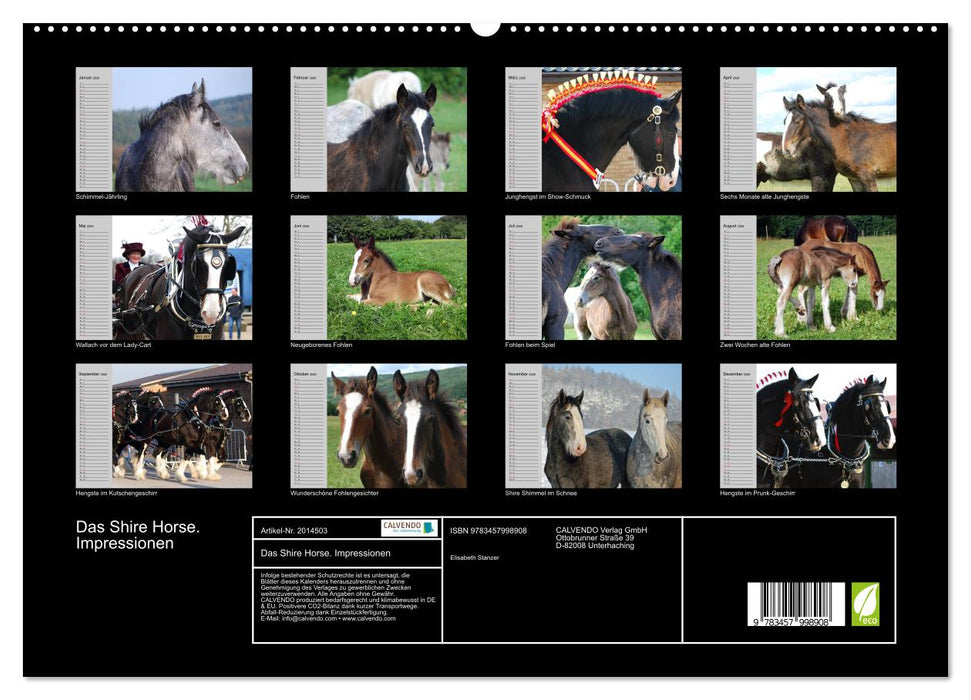 Das Shire Horse. Impressionen (CALVENDO Premium Wandkalender 2026)