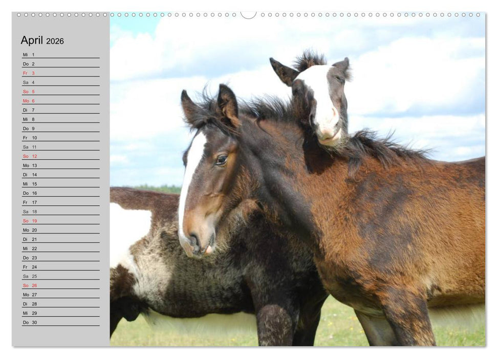 Das Shire Horse. Impressionen (CALVENDO Premium Wandkalender 2026)
