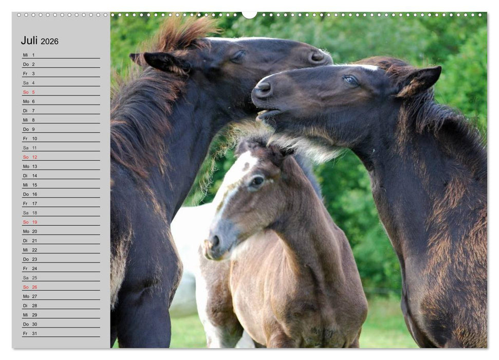 Das Shire Horse. Impressionen (CALVENDO Premium Wandkalender 2026)