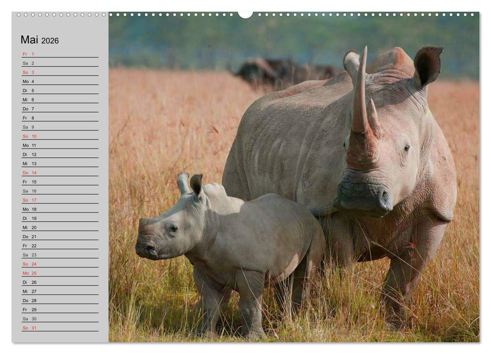 Nashörner und Flusspferde (CALVENDO Premium Wandkalender 2026)
