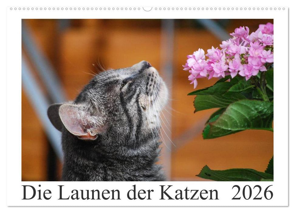 Die Launen der Katzen 2026 (CALVENDO Wandkalender 2026)