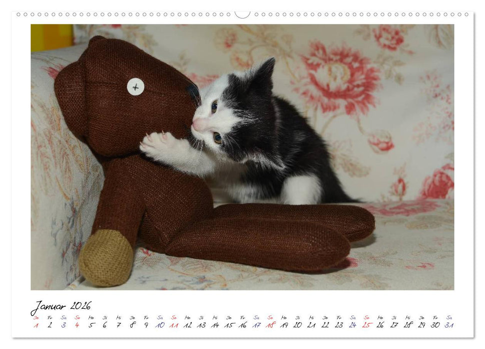 Die Launen der Katzen 2026 (CALVENDO Wandkalender 2026)