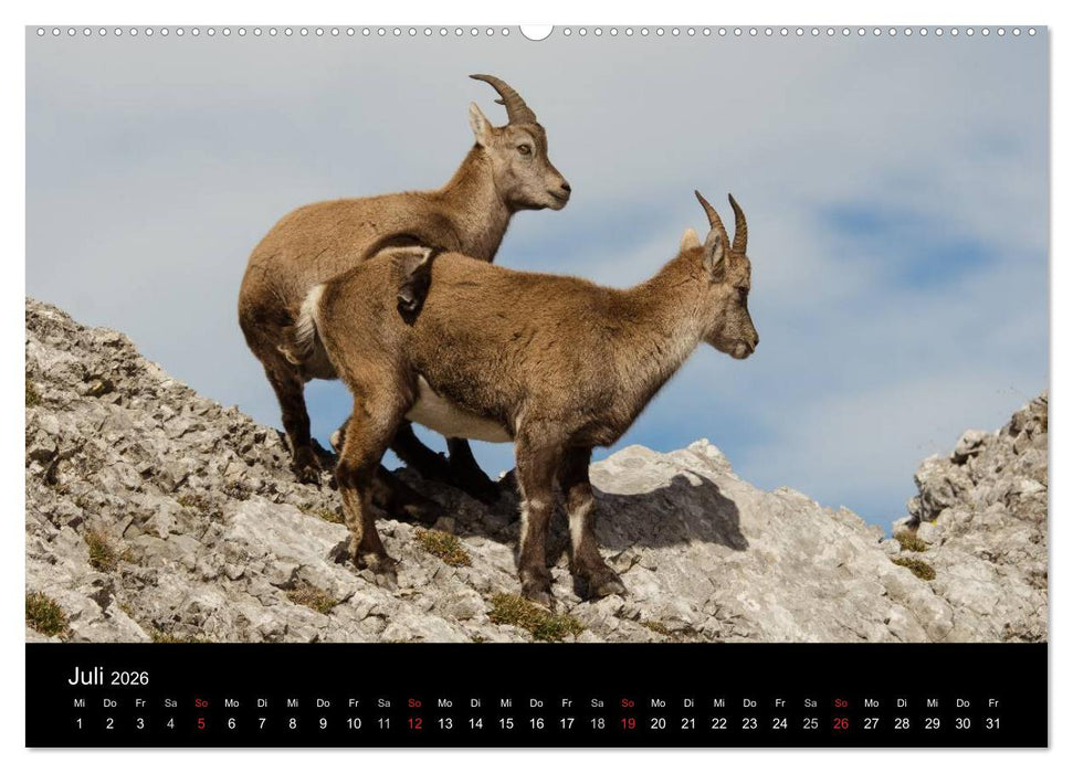 Steinwild in den Schweizer Voralpen (CALVENDO Premium Wandkalender 2026)