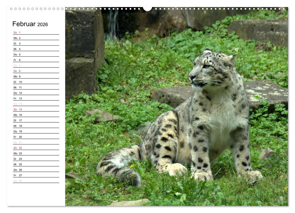 Der Schneeleopard (CALVENDO Wandkalender 2026)