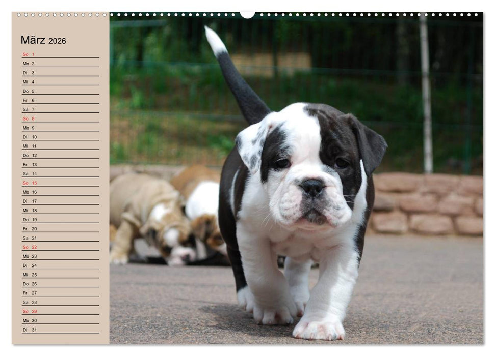 Bulldoggen-Kinder (CALVENDO Wandkalender 2026)