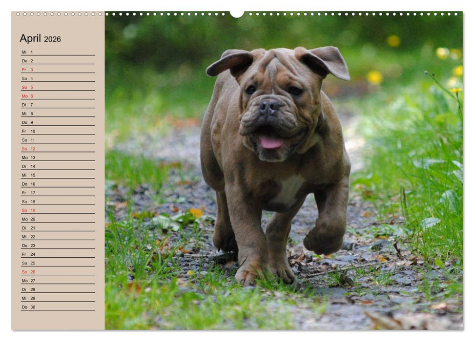 Bulldoggen-Kinder (CALVENDO Wandkalender 2026)