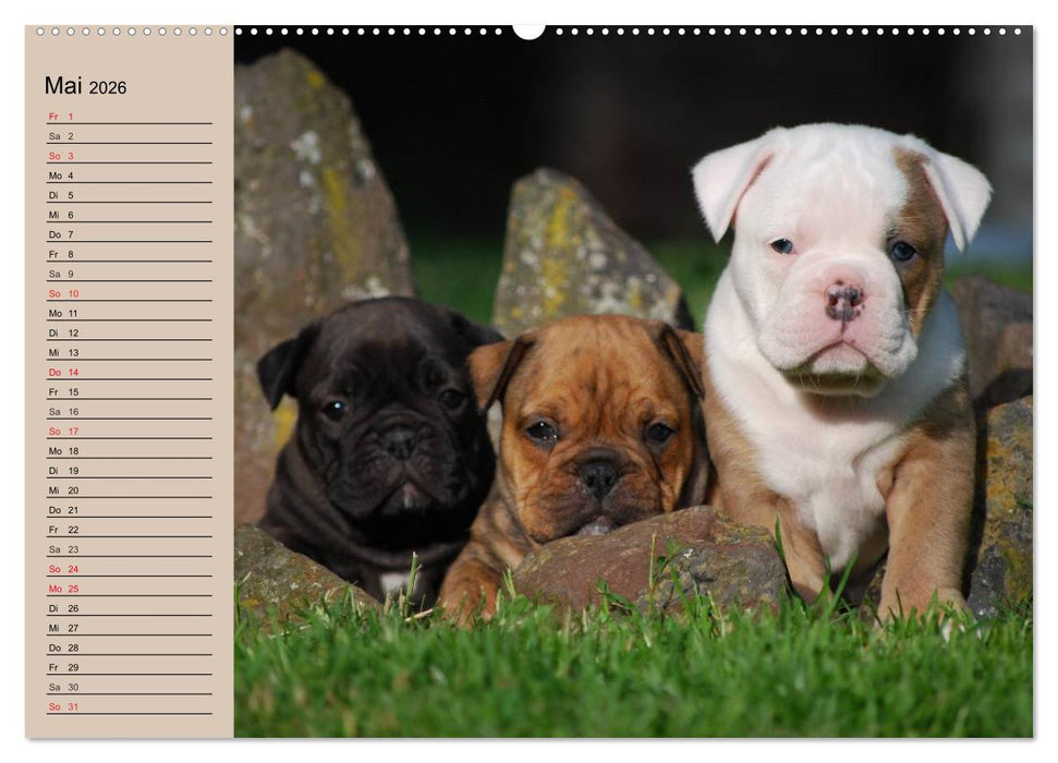 Bulldoggen-Kinder (CALVENDO Wandkalender 2026)
