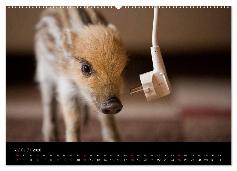 Kleine Schweinereien (CALVENDO Premium Wandkalender 2026)