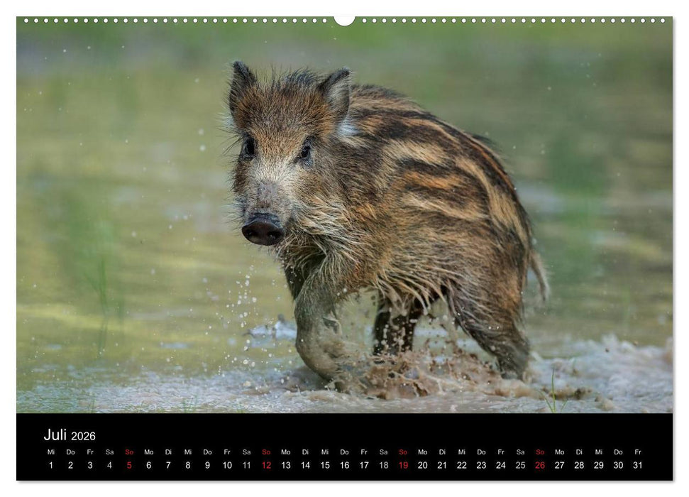 Kleine Schweinereien (CALVENDO Premium Wandkalender 2026)