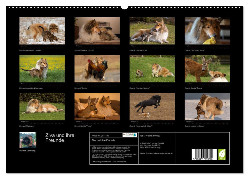 Ziva und ihre Freunde (CALVENDO Premium Wandkalender 2026)