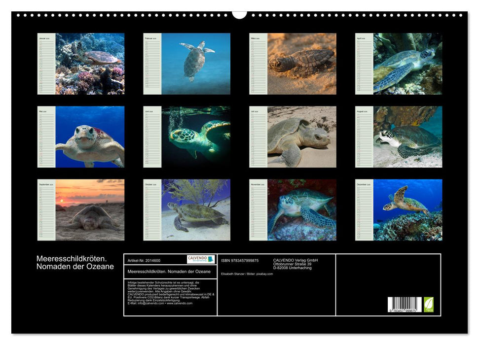 Meeresschildkröten. Nomaden der Ozeane (CALVENDO Wandkalender 2026)