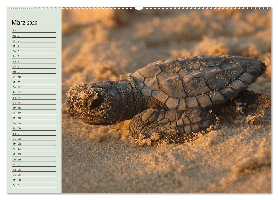 Meeresschildkröten. Nomaden der Ozeane (CALVENDO Wandkalender 2026)