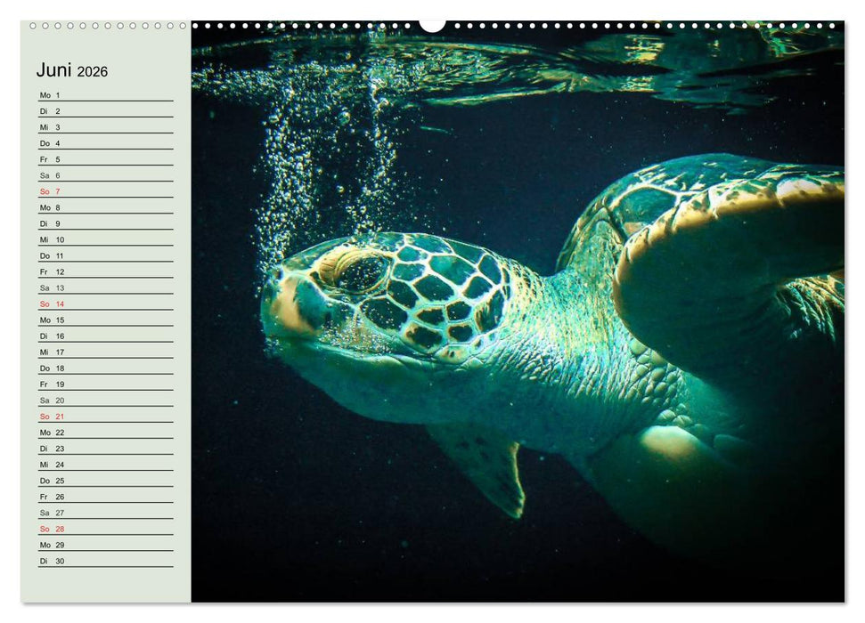 Meeresschildkröten. Nomaden der Ozeane (CALVENDO Wandkalender 2026)