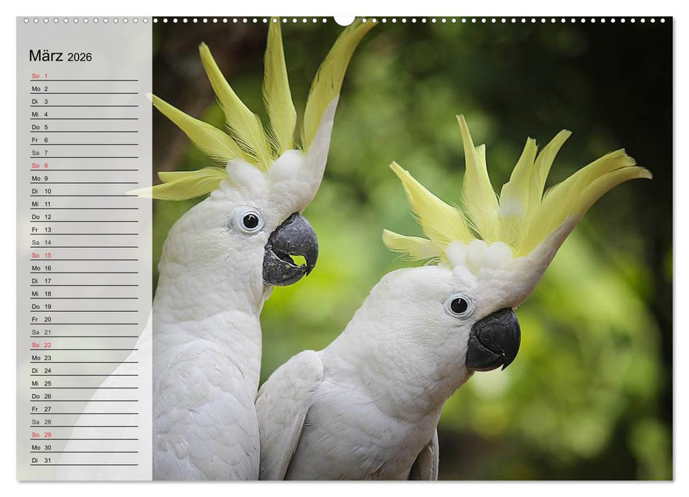 Papageien. Bunt, laut und klug (CALVENDO Wandkalender 2026)