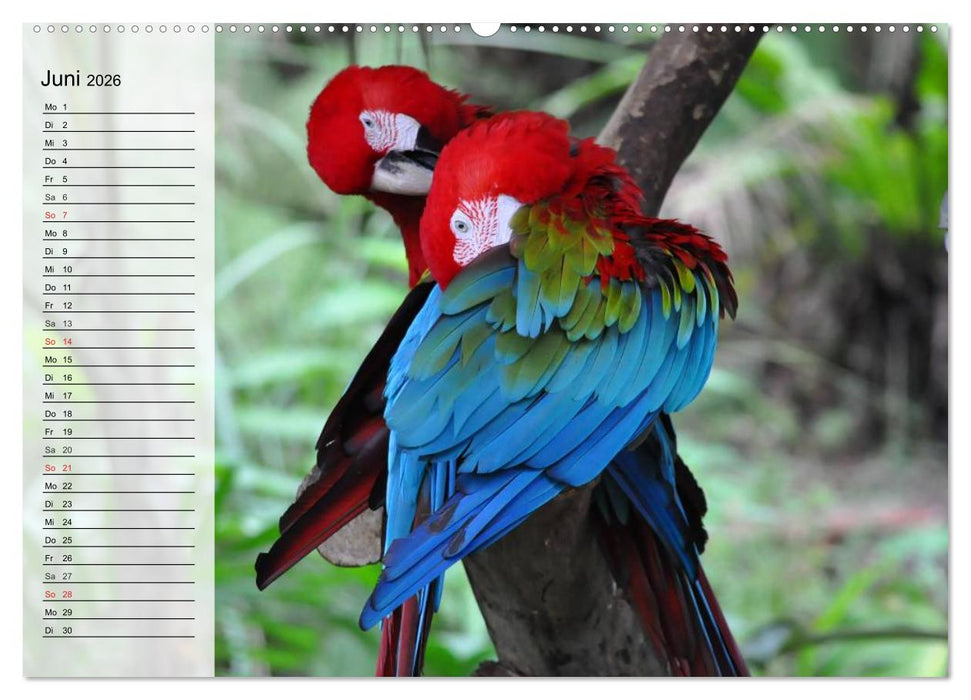 Papageien. Bunt, laut und klug (CALVENDO Wandkalender 2026)