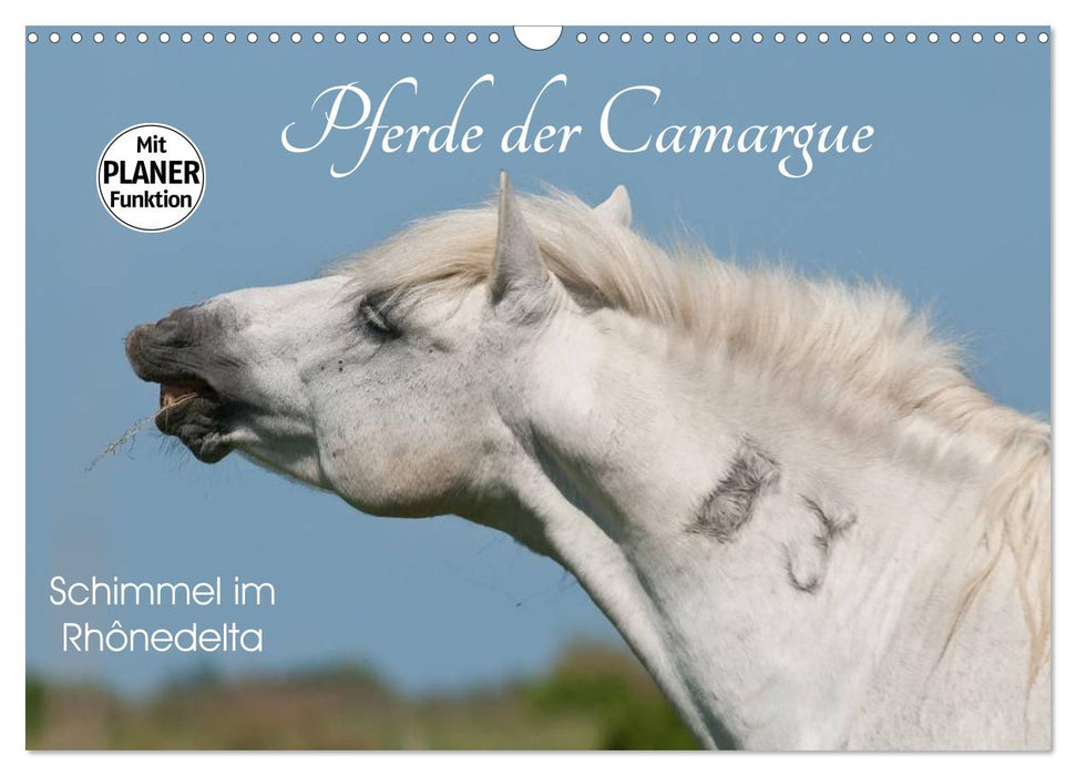 Pferde der Camargue – Schimmel im Rhônedelta (CALVENDO Wandkalender 2026)