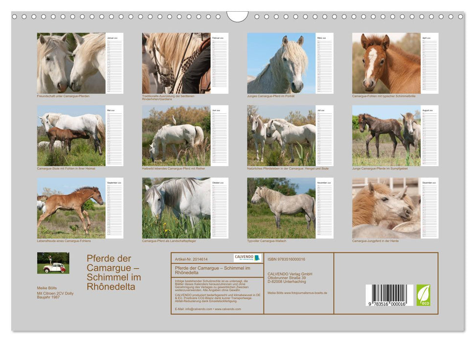 Pferde der Camargue – Schimmel im Rhônedelta (CALVENDO Wandkalender 2026)