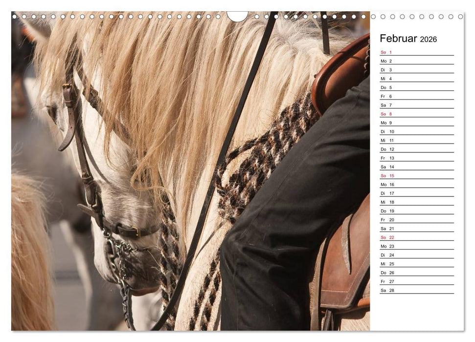 Pferde der Camargue – Schimmel im Rhônedelta (CALVENDO Wandkalender 2026)