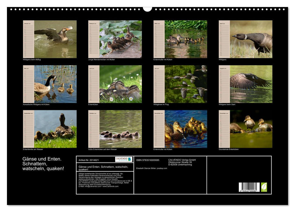 Gänse und Enten. Schnattern, watscheln, quaken! (CALVENDO Wandkalender 2026)