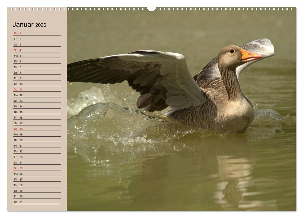 Gänse und Enten. Schnattern, watscheln, quaken! (CALVENDO Wandkalender 2026)