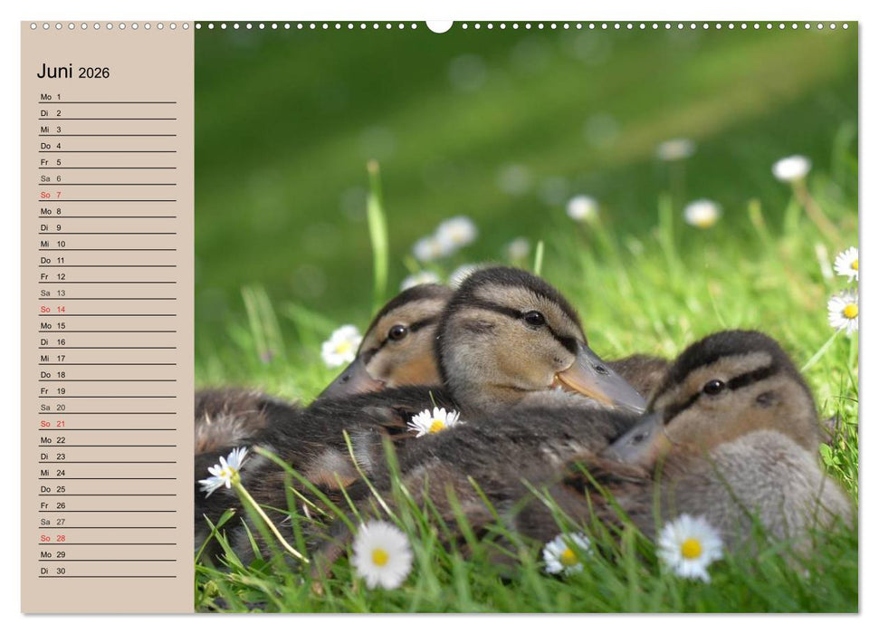 Gänse und Enten. Schnattern, watscheln, quaken! (CALVENDO Wandkalender 2026)