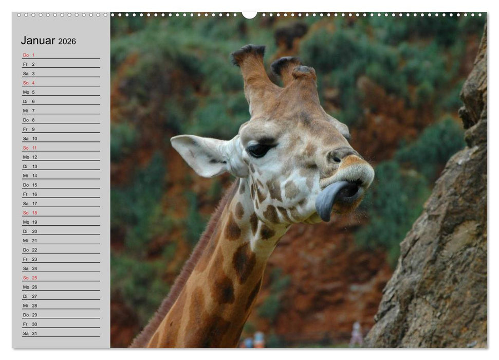 Giraffen. Dem Himmel so nah (CALVENDO Wandkalender 2026)