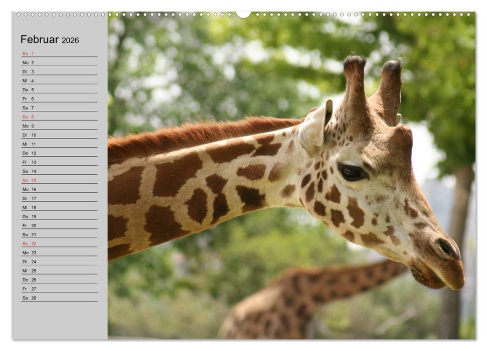 Giraffen. Dem Himmel so nah (CALVENDO Wandkalender 2026)