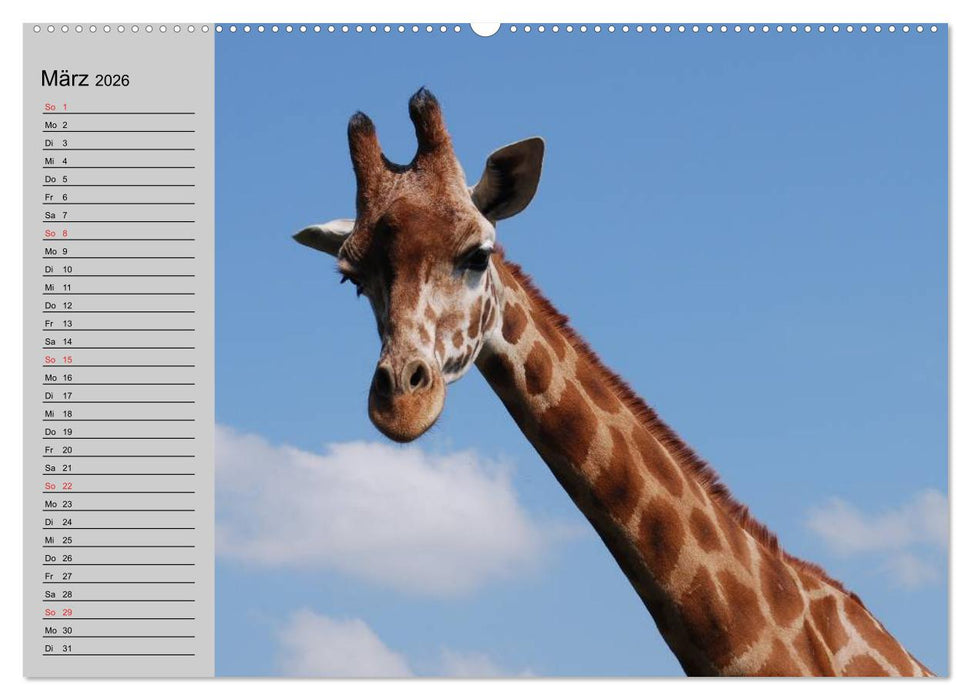 Giraffen. Dem Himmel so nah (CALVENDO Wandkalender 2026)