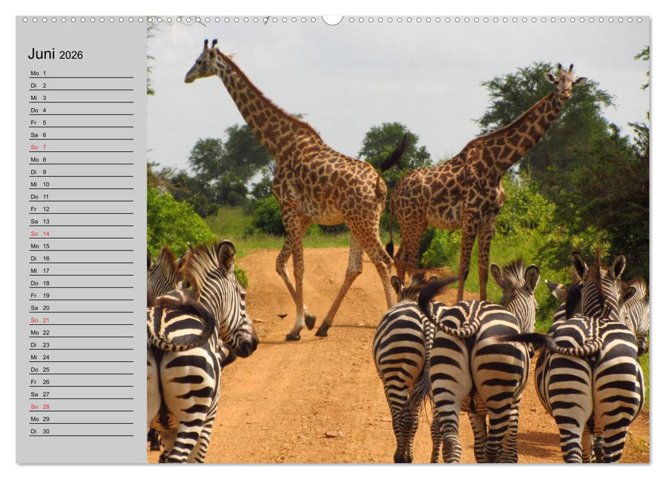 Giraffen. Dem Himmel so nah (CALVENDO Wandkalender 2026)