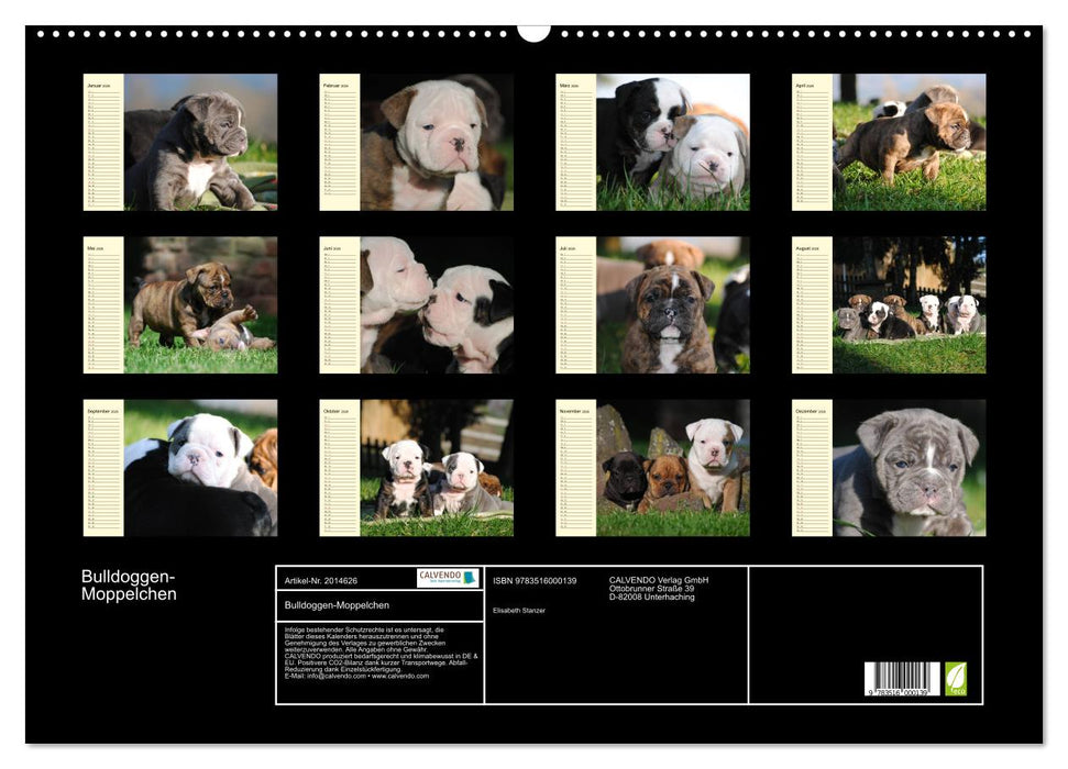 Bulldoggen-Moppelchen (CALVENDO Wandkalender 2026)