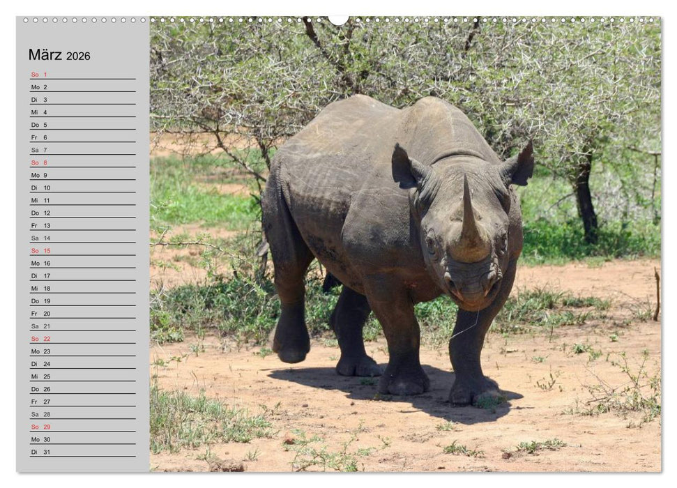 Nashörner und Flusspferde (CALVENDO Wandkalender 2026)