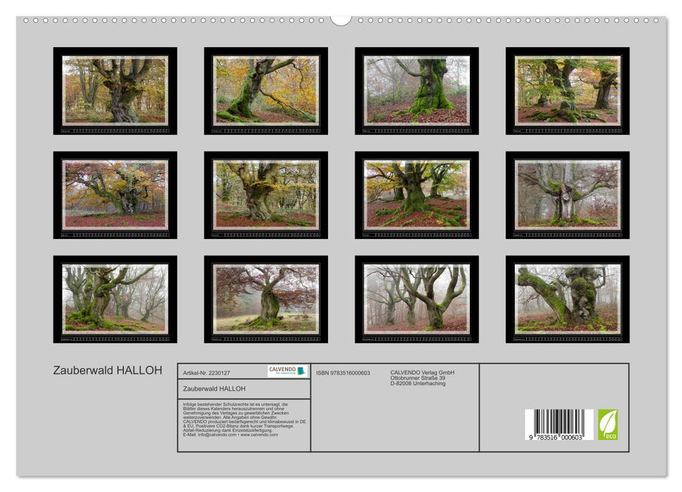 Zauberwald HALLOH (CALVENDO Premium Wandkalender 2026)