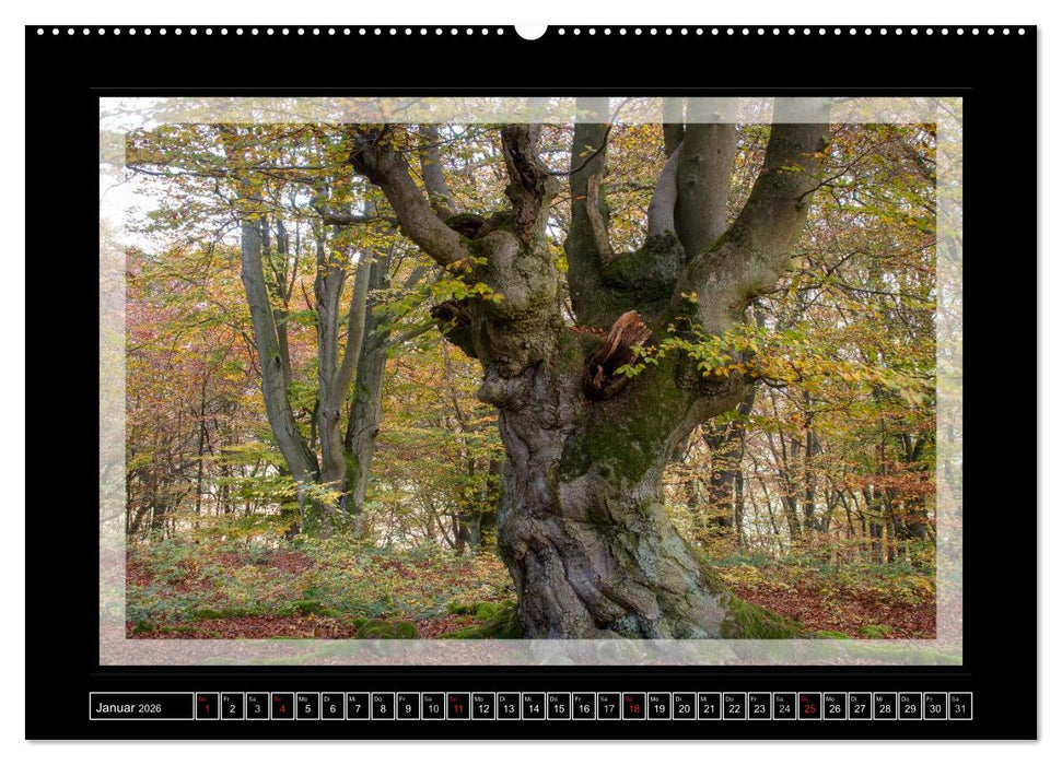 Zauberwald HALLOH (CALVENDO Premium Wandkalender 2026)