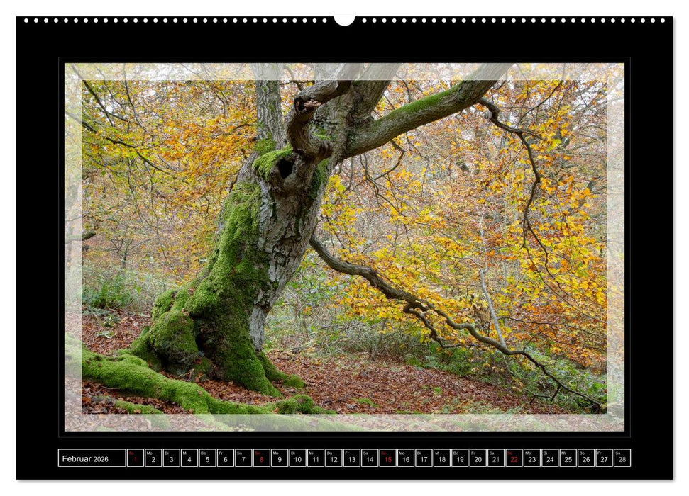 Zauberwald HALLOH (CALVENDO Premium Wandkalender 2026)