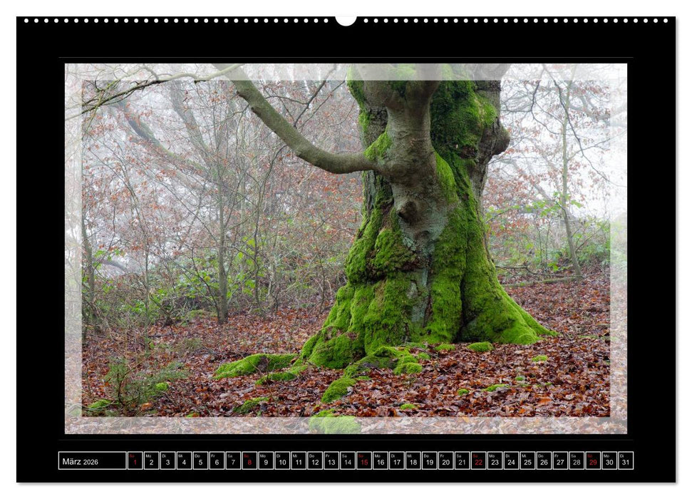 Zauberwald HALLOH (CALVENDO Premium Wandkalender 2026)