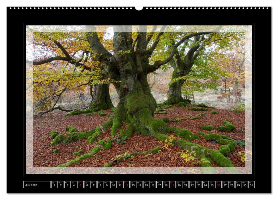 Zauberwald HALLOH (CALVENDO Premium Wandkalender 2026)