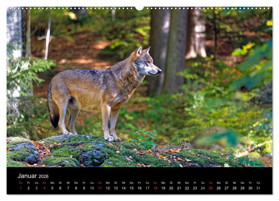 Herbst im Nationalpark Bayerischer Wald (CALVENDO Premium Wandkalender 2026)